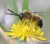 Eucera nigrilabris